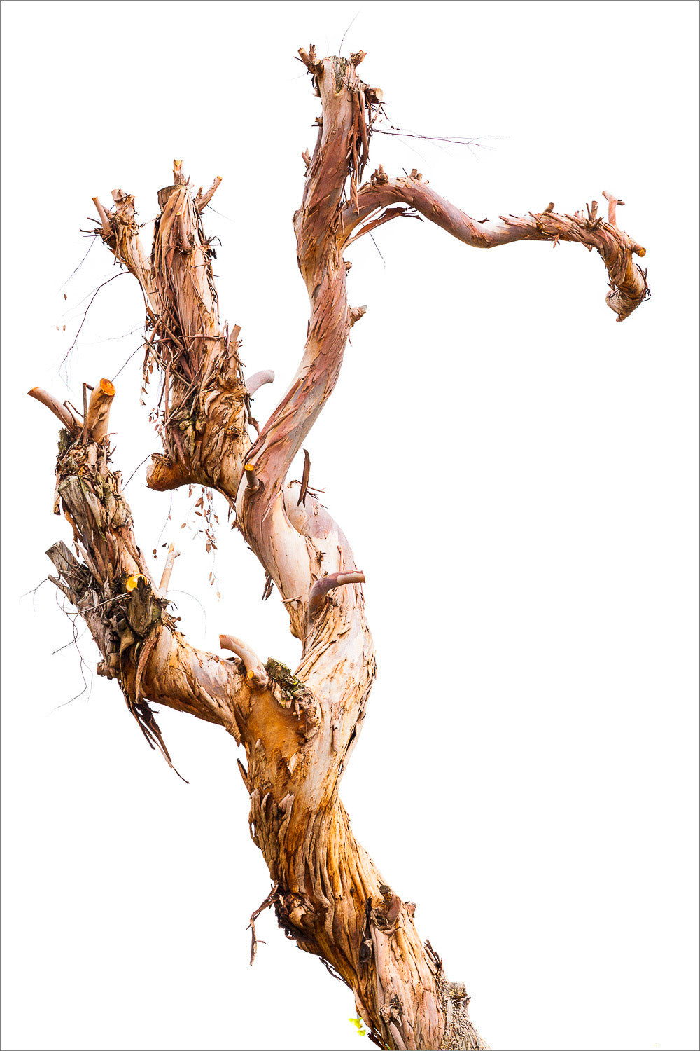(2008) Bonsai #01