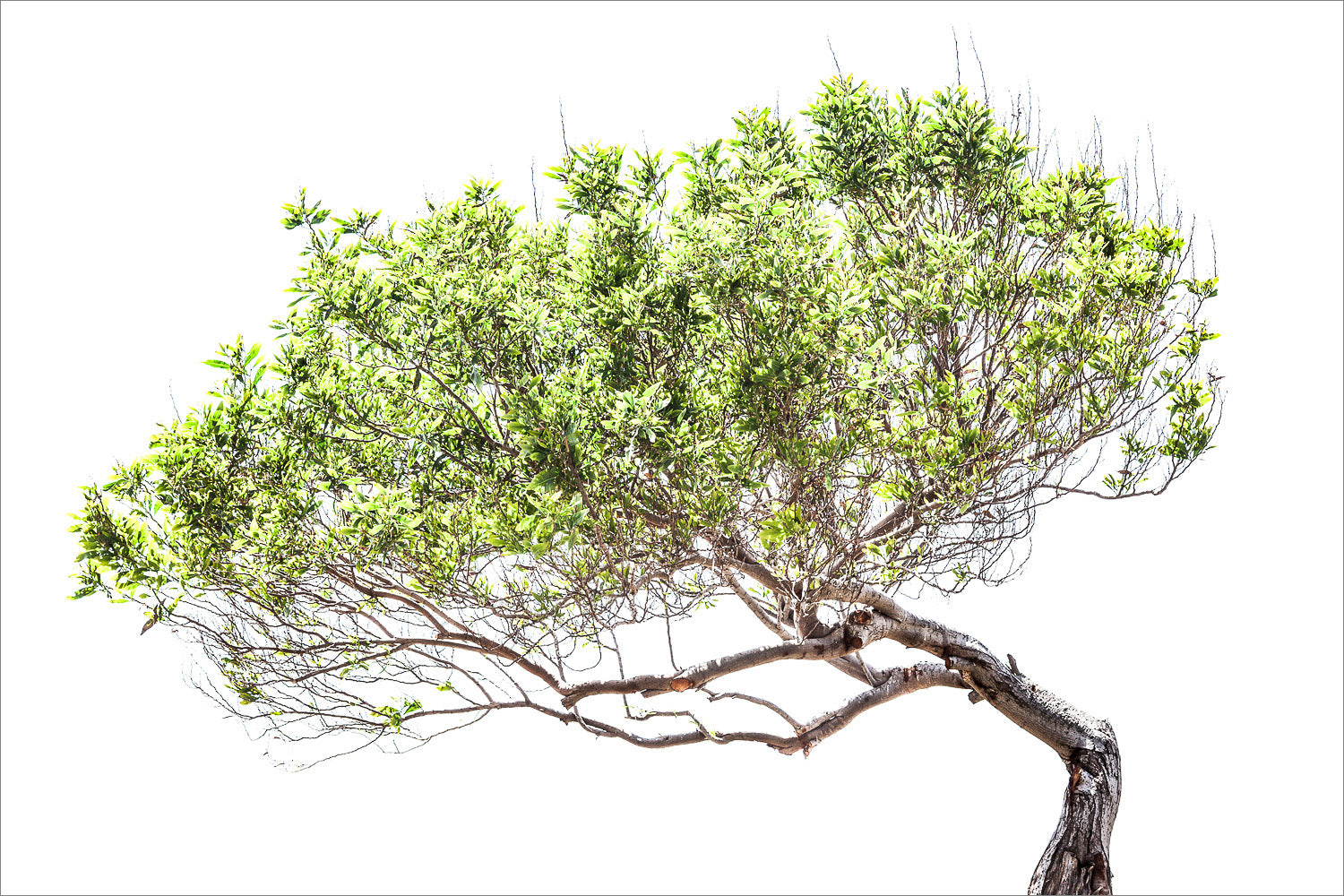 (2005) Bonsai #07